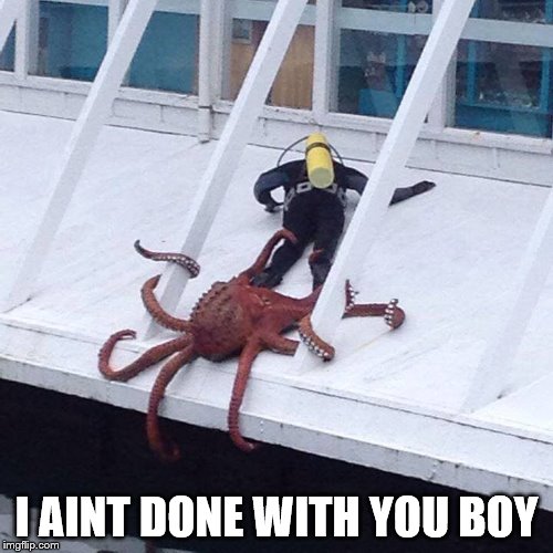 octopus | I AINT DONE WITH YOU BOY | image tagged in octopus | made w/ Imgflip meme maker