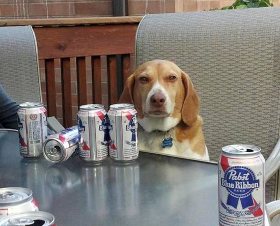 High Quality Beer Dog  Blank Meme Template