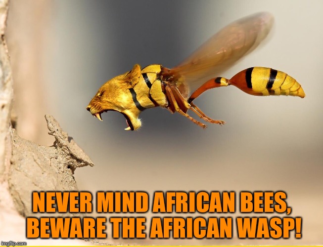 NEVER MIND AFRICAN BEES, BEWARE THE AFRICAN WASP! | image tagged in wasp | made w/ Imgflip meme maker