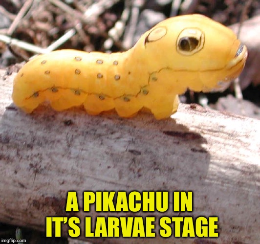 A PIKACHU IN IT’S LARVAE STAGE | image tagged in pikachu | made w/ Imgflip meme maker