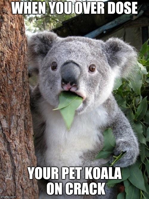 Surprised Koala | WHEN YOU OVER DOSE; YOUR PET KOALA ON CRACK | image tagged in surprised koala | made w/ Imgflip meme maker