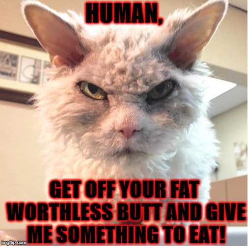 HUMAN, GET OFF YOUR FAT WORTHLESS BUTT AND GIVE ME SOMETHING TO EAT! | image tagged in fat butt | made w/ Imgflip meme maker