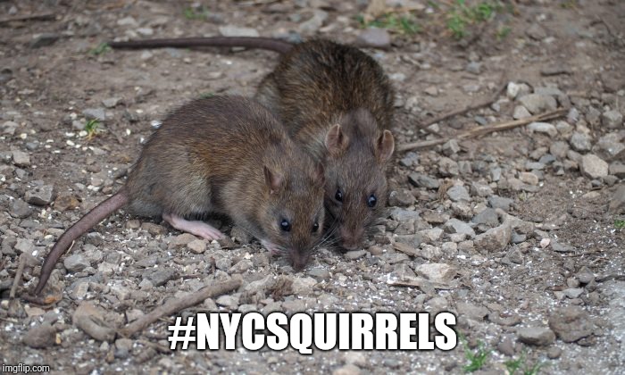 #NYCSQUIRRELS | image tagged in nyc rats | made w/ Imgflip meme maker