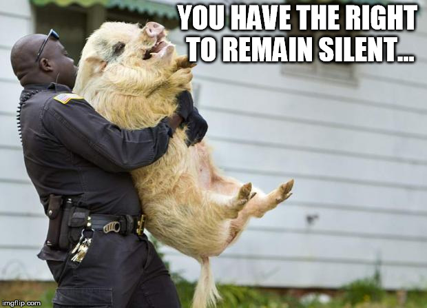 arrested pig | YOU HAVE THE RIGHT TO REMAIN SILENT... | image tagged in arrested pig | made w/ Imgflip meme maker
