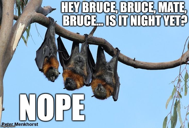 Flying fox nope | HEY BRUCE, BRUCE, MATE, BRUCE... IS IT NIGHT YET? NOPE | image tagged in nope | made w/ Imgflip meme maker