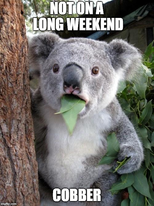 Surprised Koala Meme | NOT ON A LONG WEEKEND COBBER | image tagged in memes,surprised koala | made w/ Imgflip meme maker