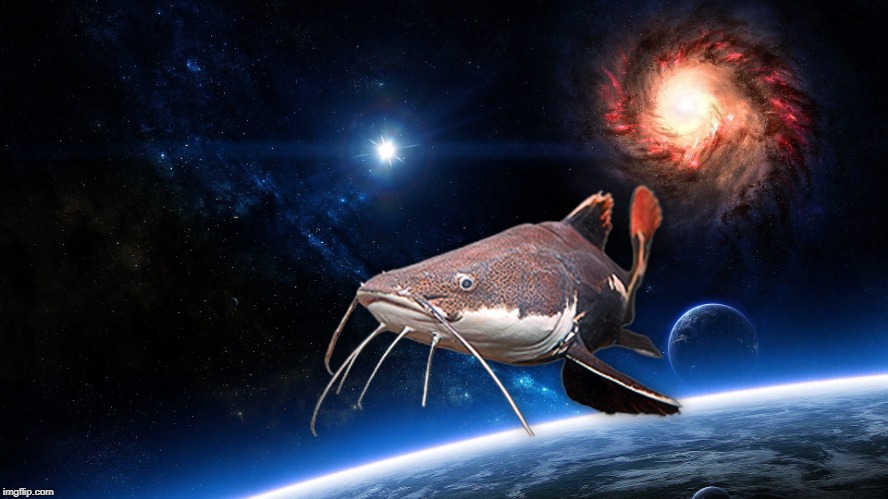 Nice Aquarium background | image tagged in space catfish | made w/ Imgflip meme maker