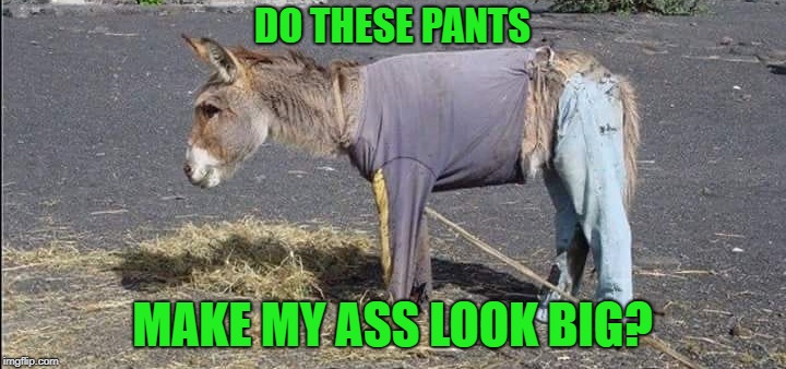 pants | DO THESE PANTS; MAKE MY ASS LOOK BIG? | image tagged in donkey,pants | made w/ Imgflip meme maker