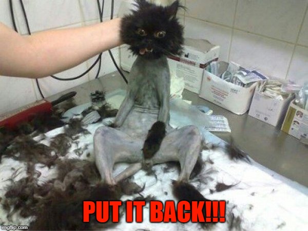 Put it back!!! | PUT IT BACK!!! | image tagged in funny cat,pissed off cat,put it back | made w/ Imgflip meme maker