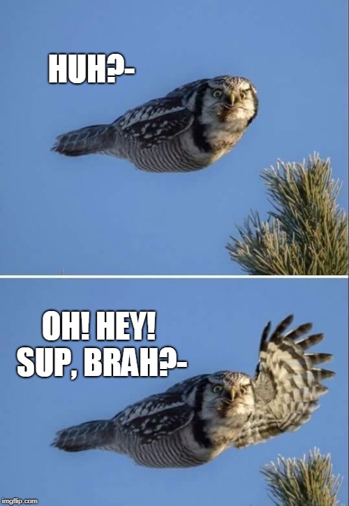 Sup Brah Owl | HUH?-; OH! HEY! SUP, BRAH?- | image tagged in memes,owls,owl | made w/ Imgflip meme maker