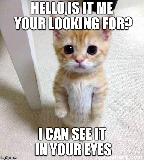 Cute Cat Meme | HELLO,IS IT ME YOUR LOOKING FOR? I CAN SEE IT IN YOUR EYES | image tagged in memes,cute cat | made w/ Imgflip meme maker