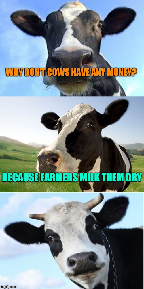 "Poor" Cow | WHY DON'T COWS HAVE ANY MONEY? BECAUSE FARMERS MILK THEM DRY | image tagged in bad pun cow,memes,poor animals | made w/ Imgflip meme maker