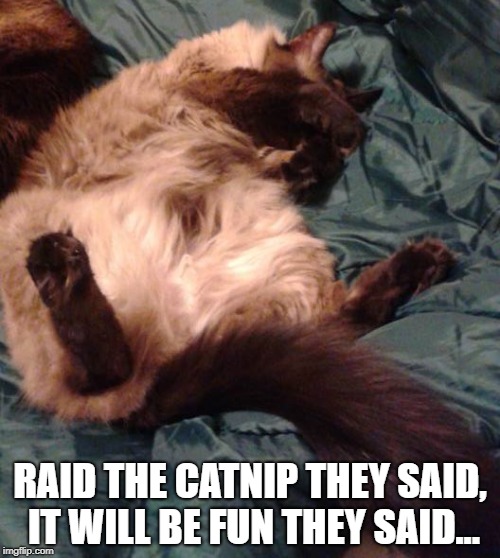 RAID THE CATNIP THEY SAID, IT WILL BE FUN THEY SAID... | image tagged in ashamed cat | made w/ Imgflip meme maker