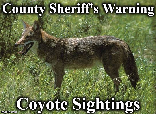 County Sheriff's Warning; Coyote Sightings | image tagged in coy | made w/ Imgflip meme maker