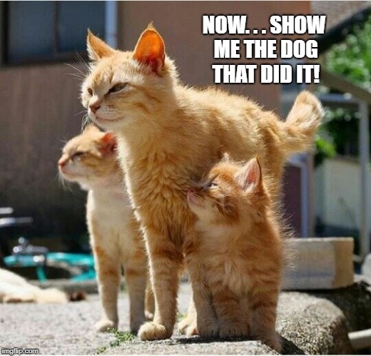 Show me the Dog that Did It! | NOW. . . SHOW ME THE DOG THAT DID IT! | image tagged in cats,cats and dogs,animals,meme,funny meme | made w/ Imgflip meme maker