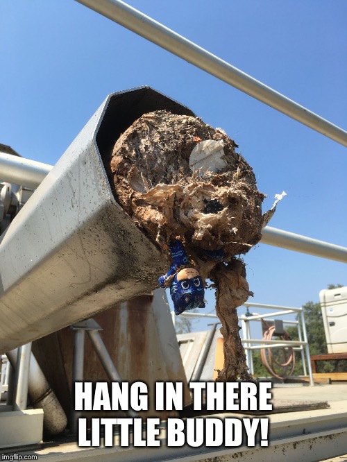 HANG IN THERE LITTLE BUDDY! | image tagged in hang in there | made w/ Imgflip meme maker