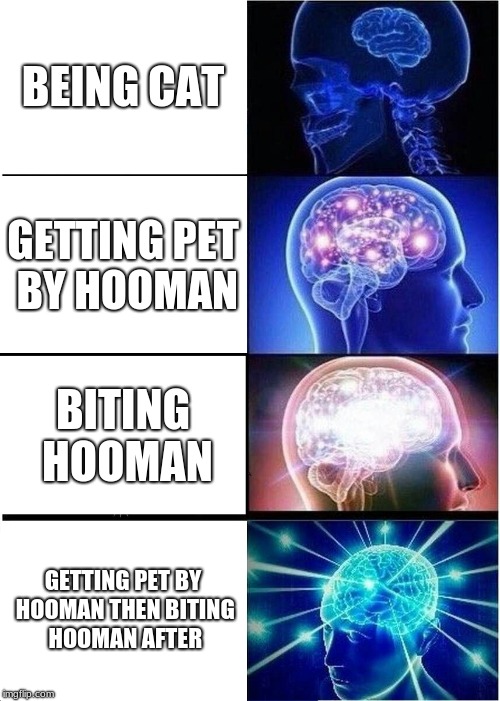 Another cat meme | BEING CAT; GETTING PET BY HOOMAN; BITING HOOMAN; GETTING PET BY HOOMAN THEN BITING HOOMAN AFTER | image tagged in memes,expanding brain,funny,cat | made w/ Imgflip meme maker