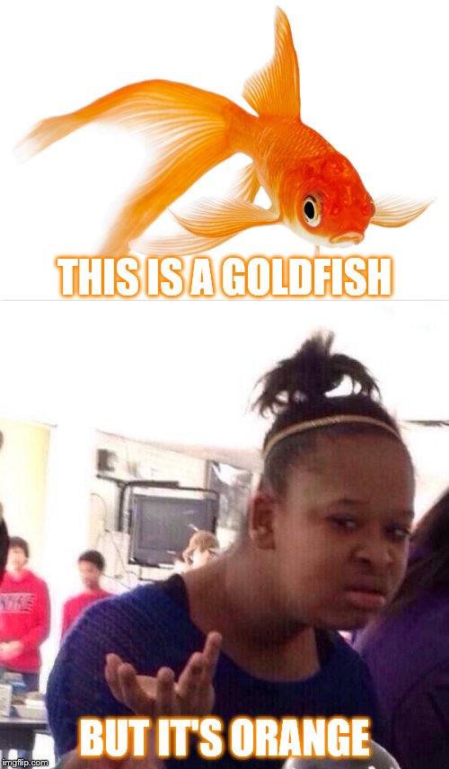 Because "logic" | THIS IS A GOLDFISH; BUT IT'S ORANGE | image tagged in goldfish,black girl wat,memes,logic | made w/ Imgflip meme maker