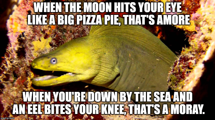 WHEN THE MOON HITS YOUR EYE LIKE A BIG PIZZA PIE, THAT'S AMORE; WHEN YOU'RE DOWN BY THE SEA AND AN EEL BITES YOUR KNEE, THAT'S A MORAY. | image tagged in memes,moray | made w/ Imgflip meme maker