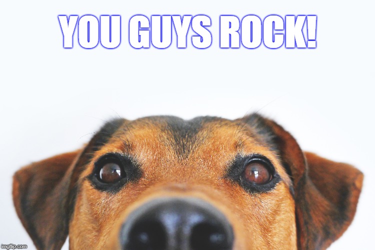 you rock dog