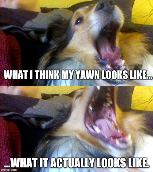 WHAT I THINK MY YAWN LOOKS LIKE... ...WHAT IT ACTUALLY LOOKS LIKE. | image tagged in lol,yawn,funny dogs | made w/ Imgflip meme maker