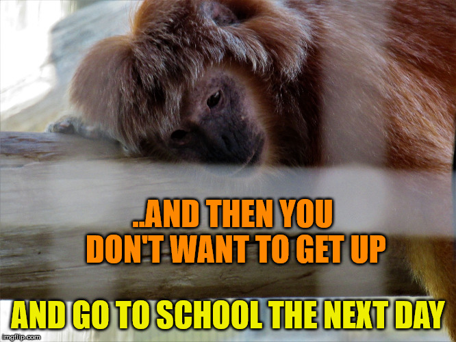 Snooze monkey | ..AND THEN YOU DON'T WANT TO GET UP AND GO TO SCHOOL THE NEXT DAY | image tagged in snooze monkey | made w/ Imgflip meme maker
