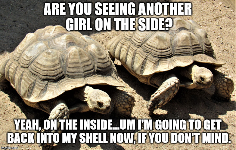 Two tortoises | ARE YOU SEEING ANOTHER GIRL ON THE SIDE? YEAH, ON THE INSIDE...UM I'M GOING TO GET BACK INTO MY SHELL NOW, IF YOU DON'T MIND. | image tagged in two tortoises | made w/ Imgflip meme maker