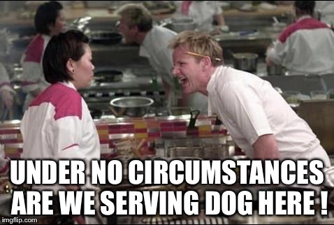 Under No Circumstances | UNDER NO CIRCUMSTANCES ARE WE SERVING DOG HERE ! | image tagged in memes,angry chef gordon ramsay | made w/ Imgflip meme maker