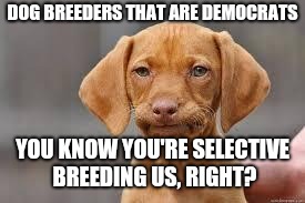 Disappointed Dog | DOG BREEDERS THAT ARE DEMOCRATS; YOU KNOW YOU'RE SELECTIVE BREEDING US, RIGHT? | image tagged in disappointed dog | made w/ Imgflip meme maker