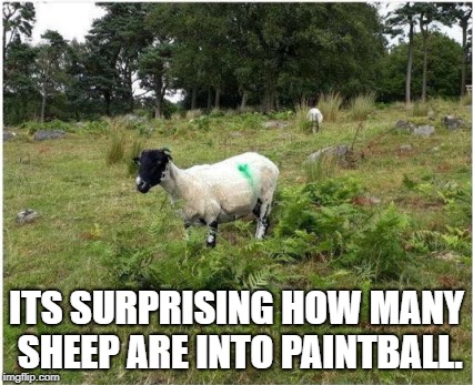 ITS SURPRISING HOW MANY SHEEP ARE INTO PAINTBALL. | image tagged in sheep | made w/ Imgflip meme maker