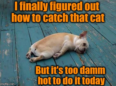 Please make sure your pets have plenty of COLD water today! Maybe even drop in a couple ice cubes | I finally figured out how to catch that cat; But it's too damm hot to do it today | image tagged in hot | made w/ Imgflip meme maker
