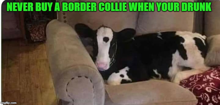 drunk purchase  | NEVER BUY A BORDER COLLIE WHEN YOUR DRUNK | image tagged in border collie,calf,drunk | made w/ Imgflip meme maker