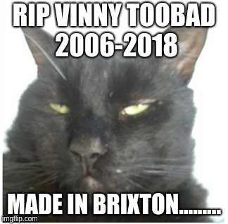 Vinny Toobad Black Cat | RIP VINNY TOOBAD 2006-2018; MADE IN BRIXTON......... | image tagged in warrior cats,london,brixton,tired cat | made w/ Imgflip meme maker