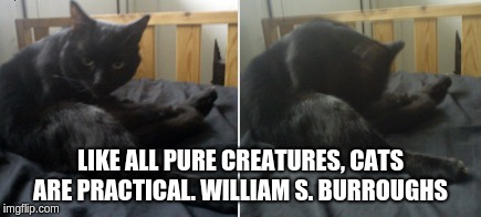 William Burroughs Cat | LIKE ALL PURE CREATURES, CATS ARE PRACTICAL. WILLIAM S. BURROUGHS | image tagged in vinnytoobad,cats,william burroughs quote | made w/ Imgflip meme maker