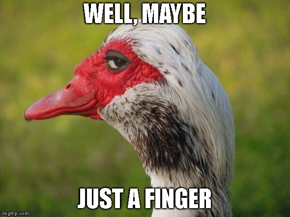 Sly duck  | WELL, MAYBE JUST A FINGER | image tagged in sly duck | made w/ Imgflip meme maker