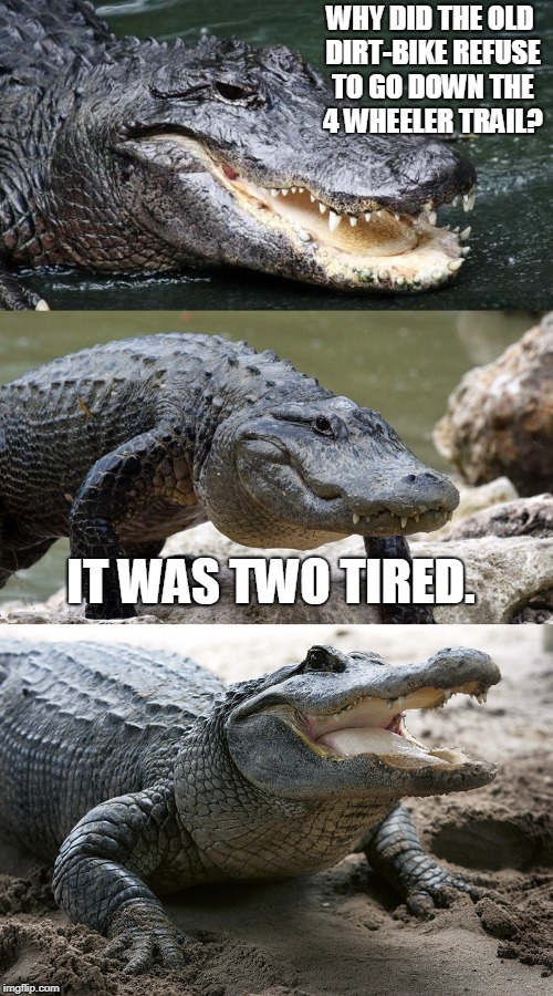 Bad Pun Alligator | WHY DID THE OLD DIRT-BIKE REFUSE TO GO DOWN THE 4 WHEELER TRAIL? IT WAS TWO TIRED. | image tagged in bad pun alligator,bikes,memes | made w/ Imgflip meme maker