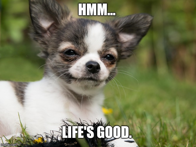 Smug Chihuahua  | HMM... LIFE'S GOOD. | image tagged in smug chihuahua | made w/ Imgflip meme maker