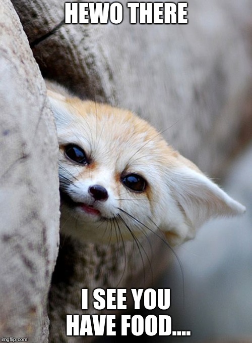 Hungry Fennec | HEWO THERE; I SEE YOU HAVE FOOD.... | image tagged in fox,animals,cute,food,meme | made w/ Imgflip meme maker