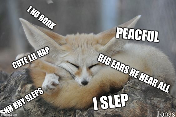 Slep Fennec | I NO BORK; PEACFUL; CUTE LIL NAP; BIG EARS HE HEAR ALL; I SLEP; SHH BBY SLEPS | image tagged in cute animals,meme,coot,fox,funny | made w/ Imgflip meme maker