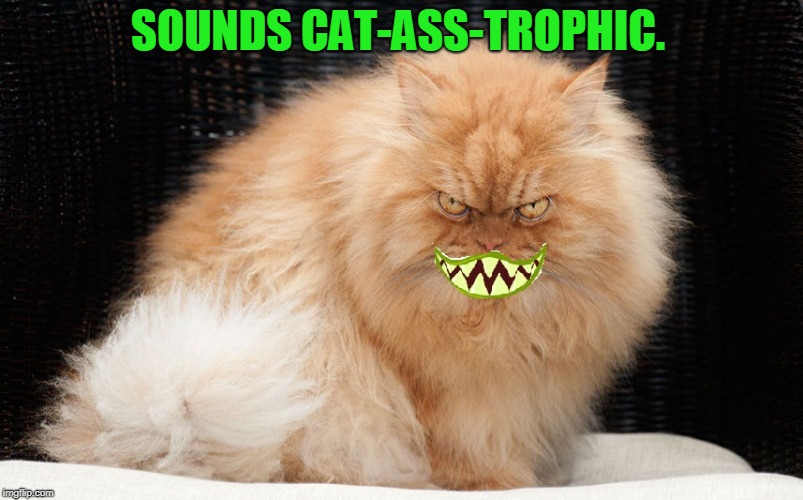 Angry Cat Smiling | SOUNDS CAT-ASS-TROPHIC. | image tagged in angry cat smiling | made w/ Imgflip meme maker