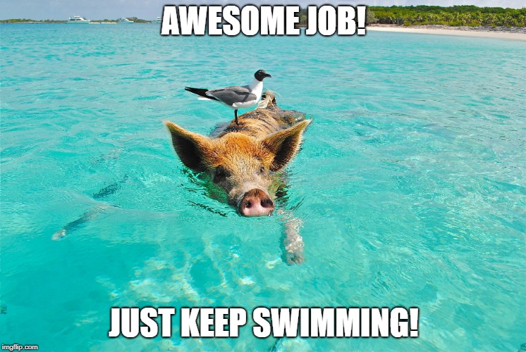 Bird on Pig | AWESOME JOB! JUST KEEP SWIMMING! | image tagged in swim,pig | made w/ Imgflip meme maker