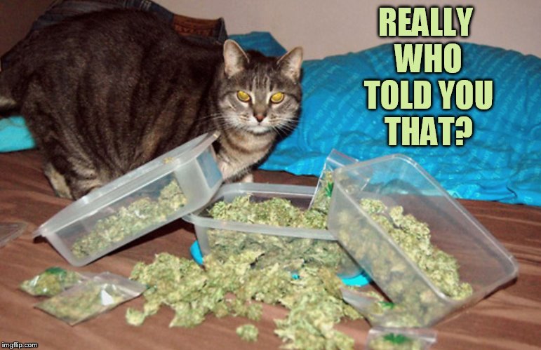 REALLY WHO TOLD YOU THAT? | made w/ Imgflip meme maker