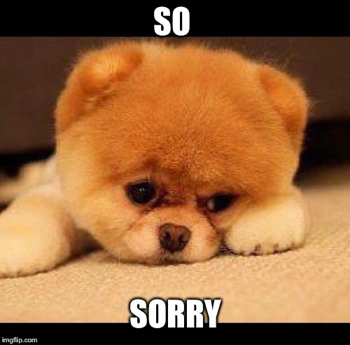 SO SORRY | image tagged in sad dog | made w/ Imgflip meme maker