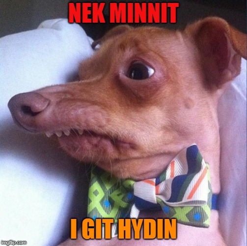 Tuna the dog (Phteven) | NEK MINNIT; I GIT HYDIN | image tagged in tuna the dog phteven | made w/ Imgflip meme maker