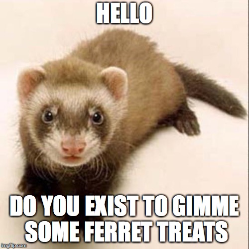 Ferret  | HELLO; DO YOU EXIST TO GIMME SOME FERRET TREATS | image tagged in ferret | made w/ Imgflip meme maker