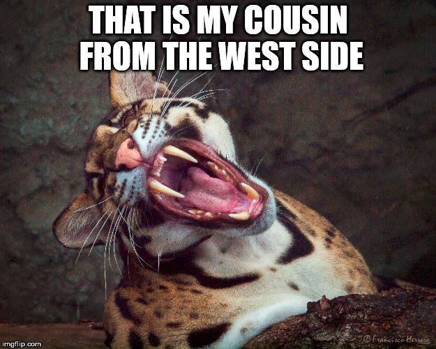 THAT IS MY COUSIN FROM THE WEST SIDE | image tagged in cats | made w/ Imgflip meme maker