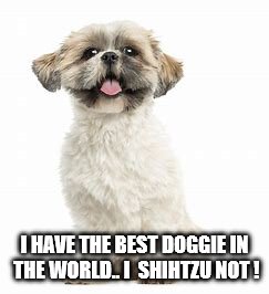 I HAVE THE BEST DOGGIE IN THE WORLD.. I  SHIHTZU NOT ! | image tagged in dogs | made w/ Imgflip meme maker