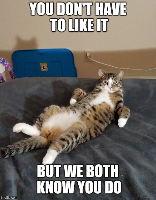 YOU DON'T HAVE TO LIKE IT; BUT WE BOTH KNOW YOU DO | image tagged in cats | made w/ Imgflip meme maker