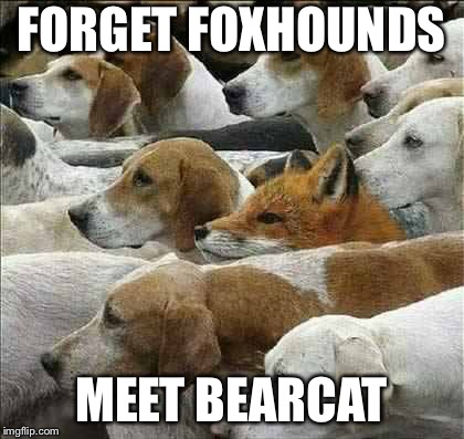 Fox and Foxhounds | FORGET FOXHOUNDS MEET BEARCAT | image tagged in fox and foxhounds | made w/ Imgflip meme maker