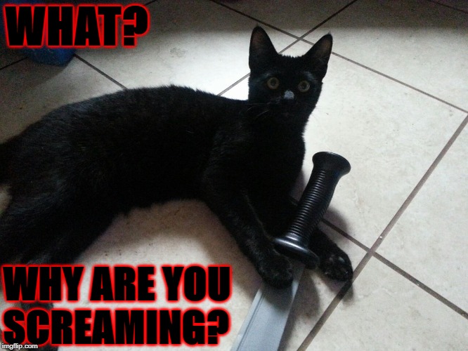 WHAT? WHY ARE YOU SCREAMING? | image tagged in murder kitty | made w/ Imgflip meme maker